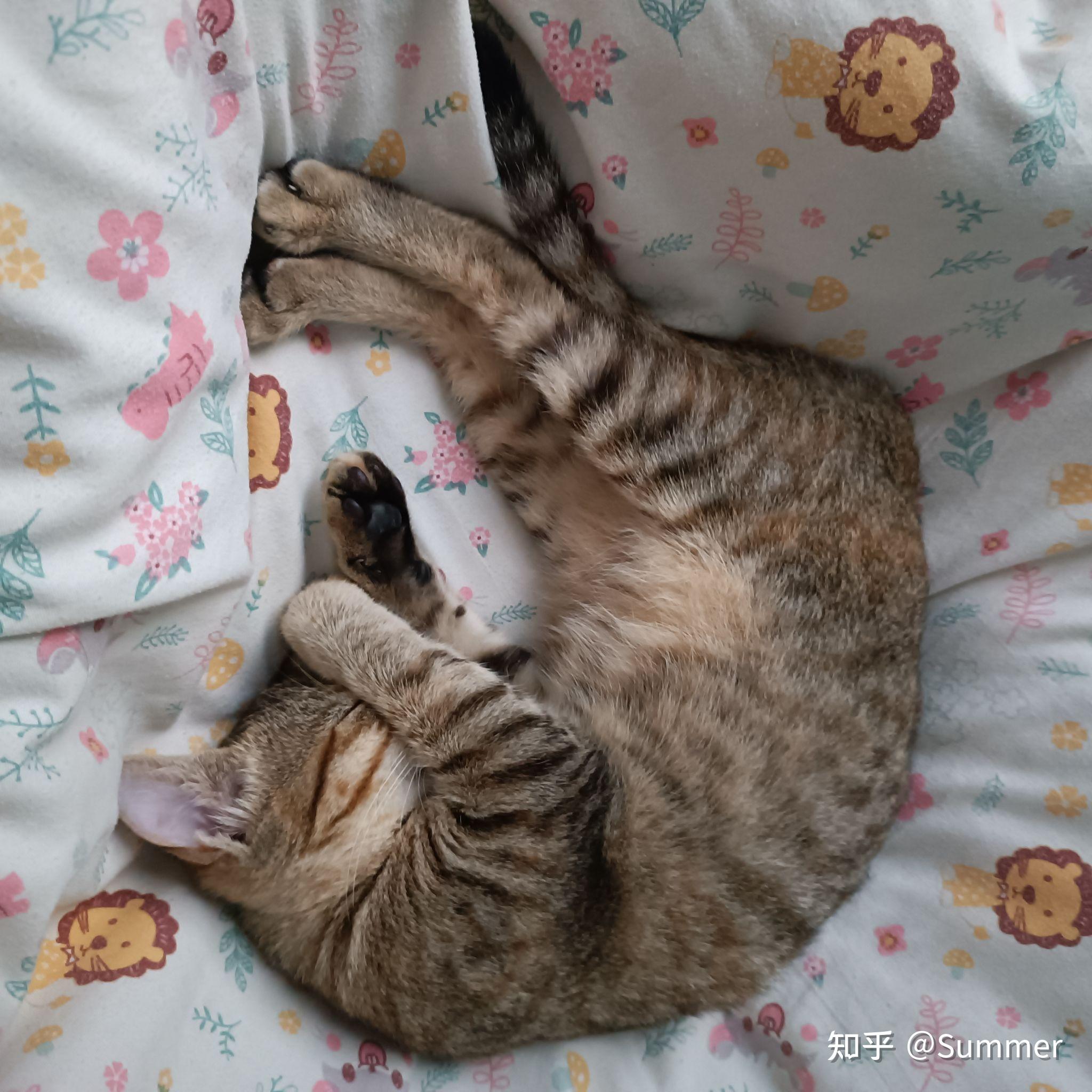 养雀猫(麻猫)是一种怎样的体验? - 知乎