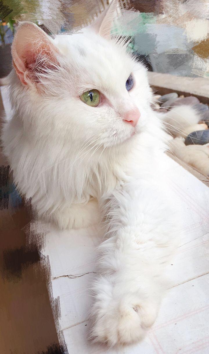 临清鸳鸯眼狮子猫还有吗? - 知乎