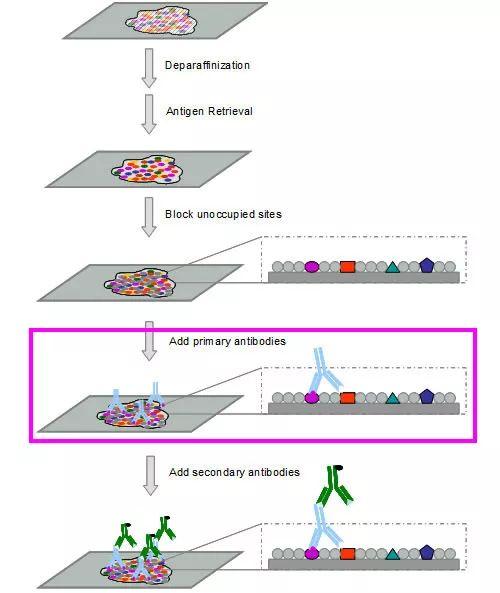 免疫组化ihc实验常见问题及处理方法（下） - 知乎