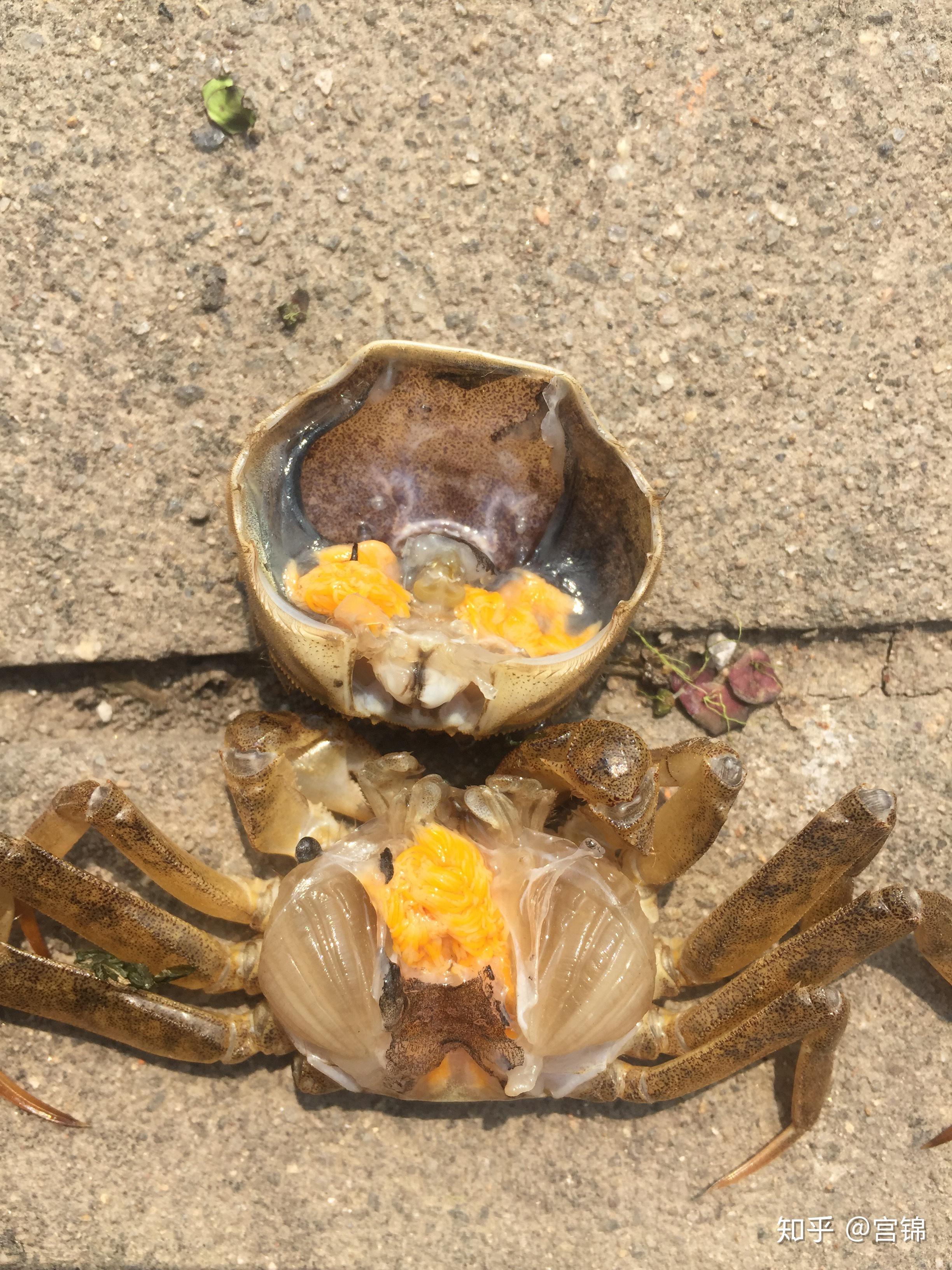 螃蟹有几条腿? - 知乎