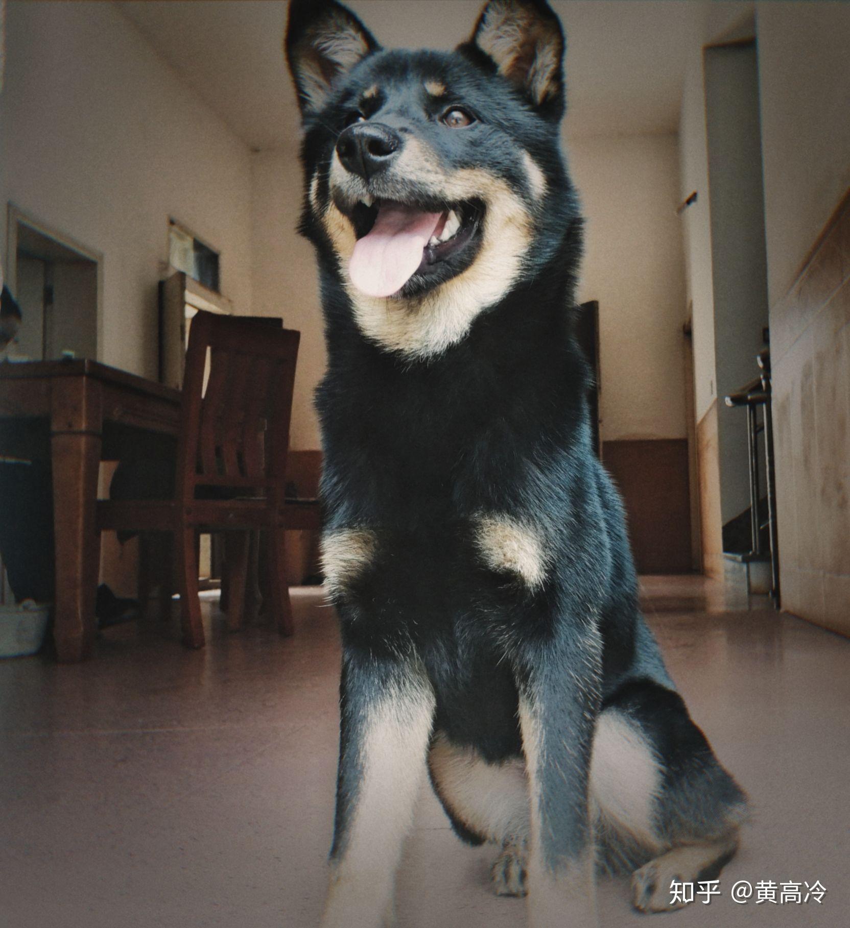 想看铁包金(俗称四眼)毛色的中华田园犬,大家可以发我看看吗? - 知乎