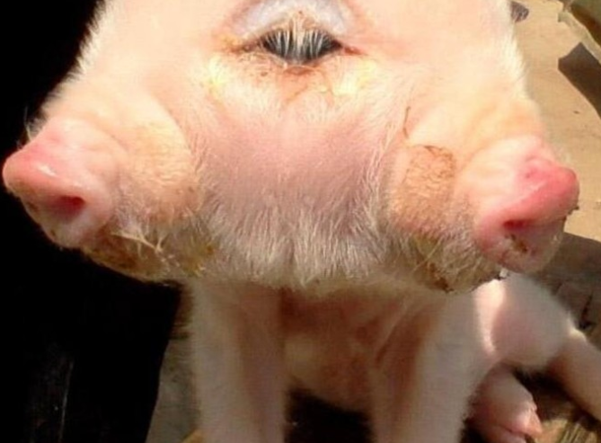 三眼猫是什么寓意? - 知乎