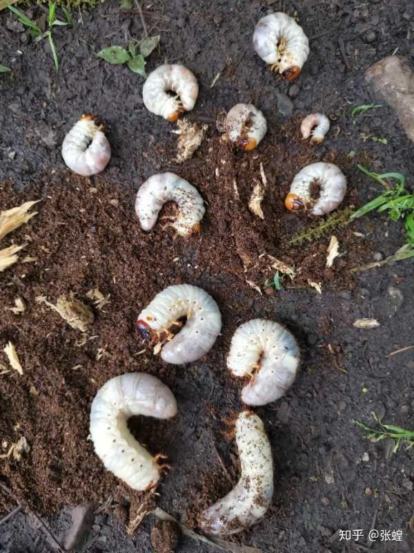 去哪里买独角仙幼虫比较好