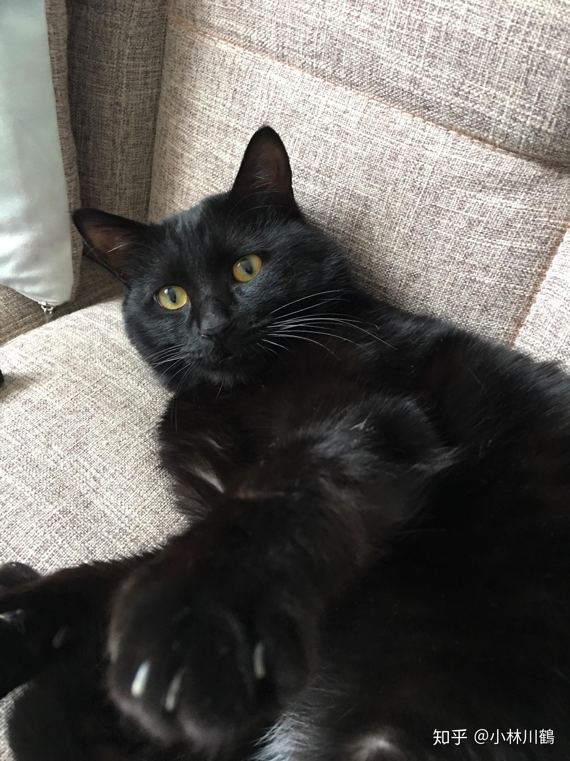 黑猫 瘦瘦的 尾巴很长 这是什么猫?