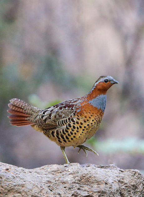 云林记录 | 灰胸竹鸡,中国南方特有品种