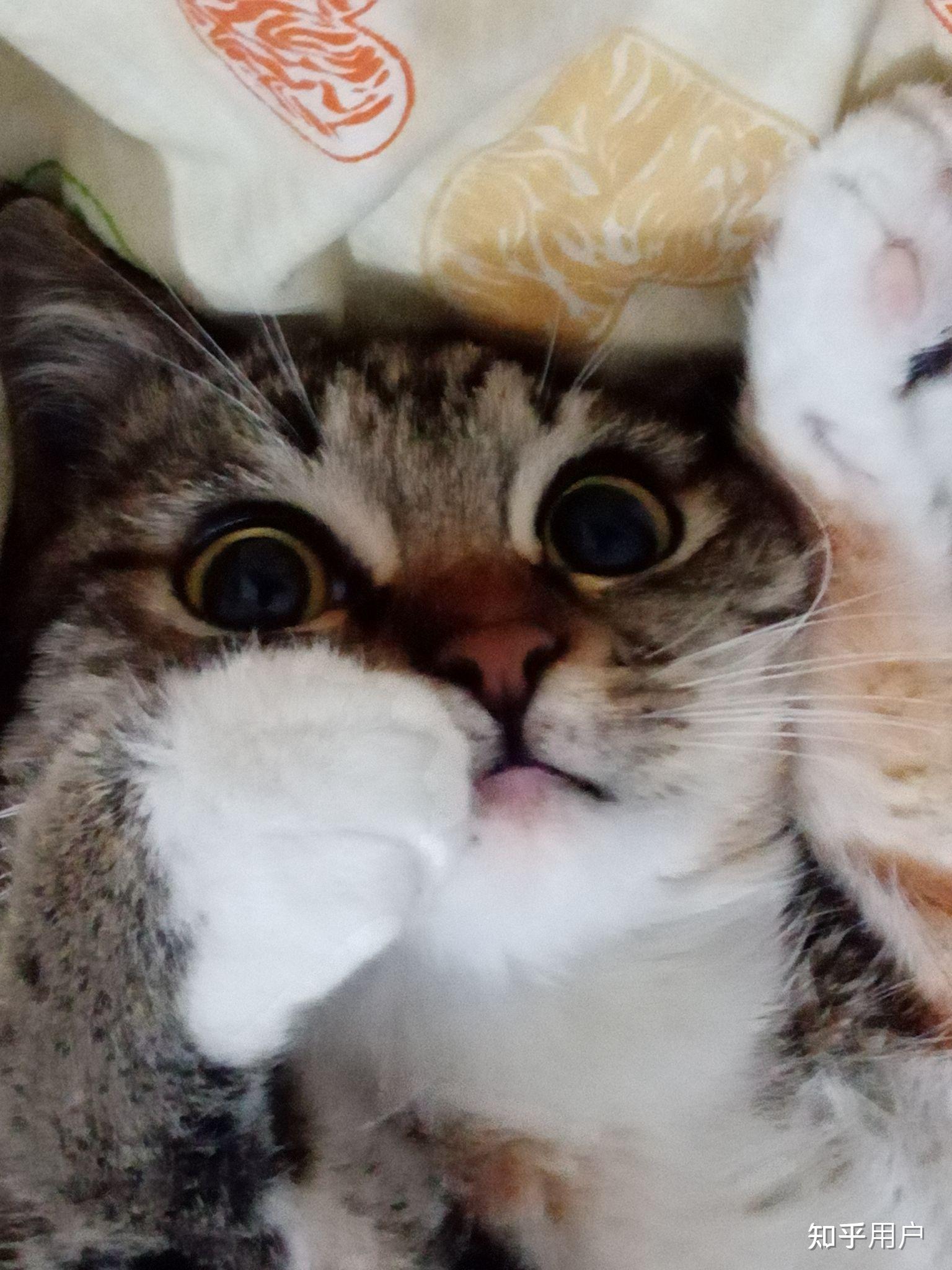 请问我这只白围巾白手套的小猫是狸花猫吗自己走进店里的