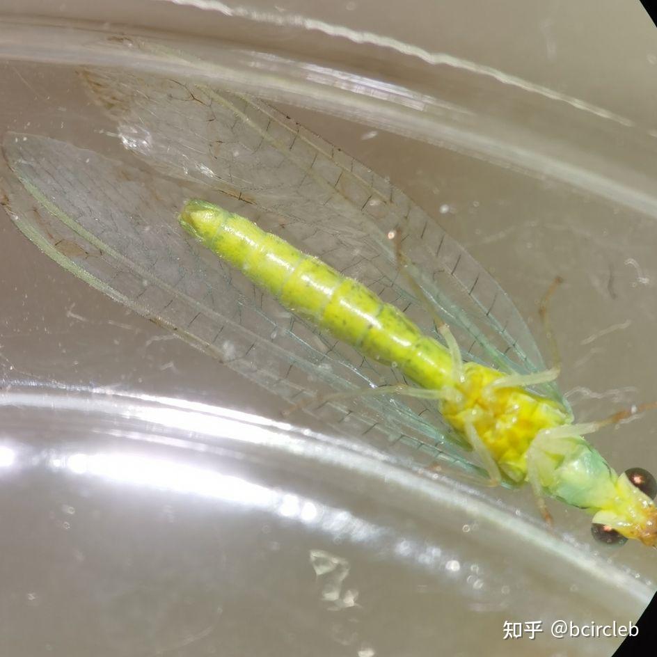 草蛉怎么分雌雄公母