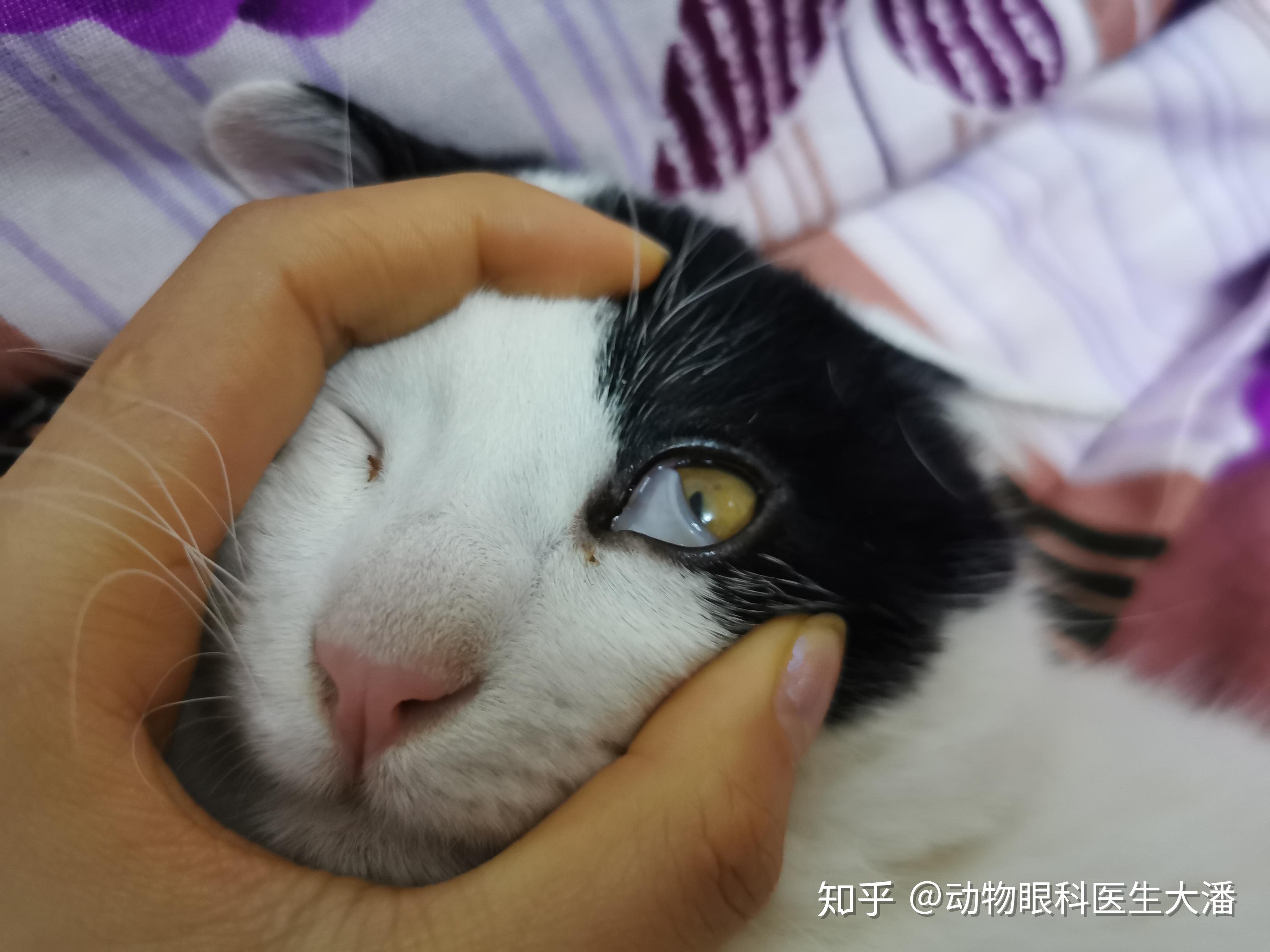 猫咪的眼睛有一层白膜,怎么办? - 知乎