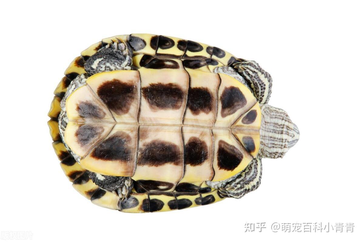 半水龟和水龟有什么区别，一文搞懂半水龟、水龟、拟水龟的概念！ - 知乎