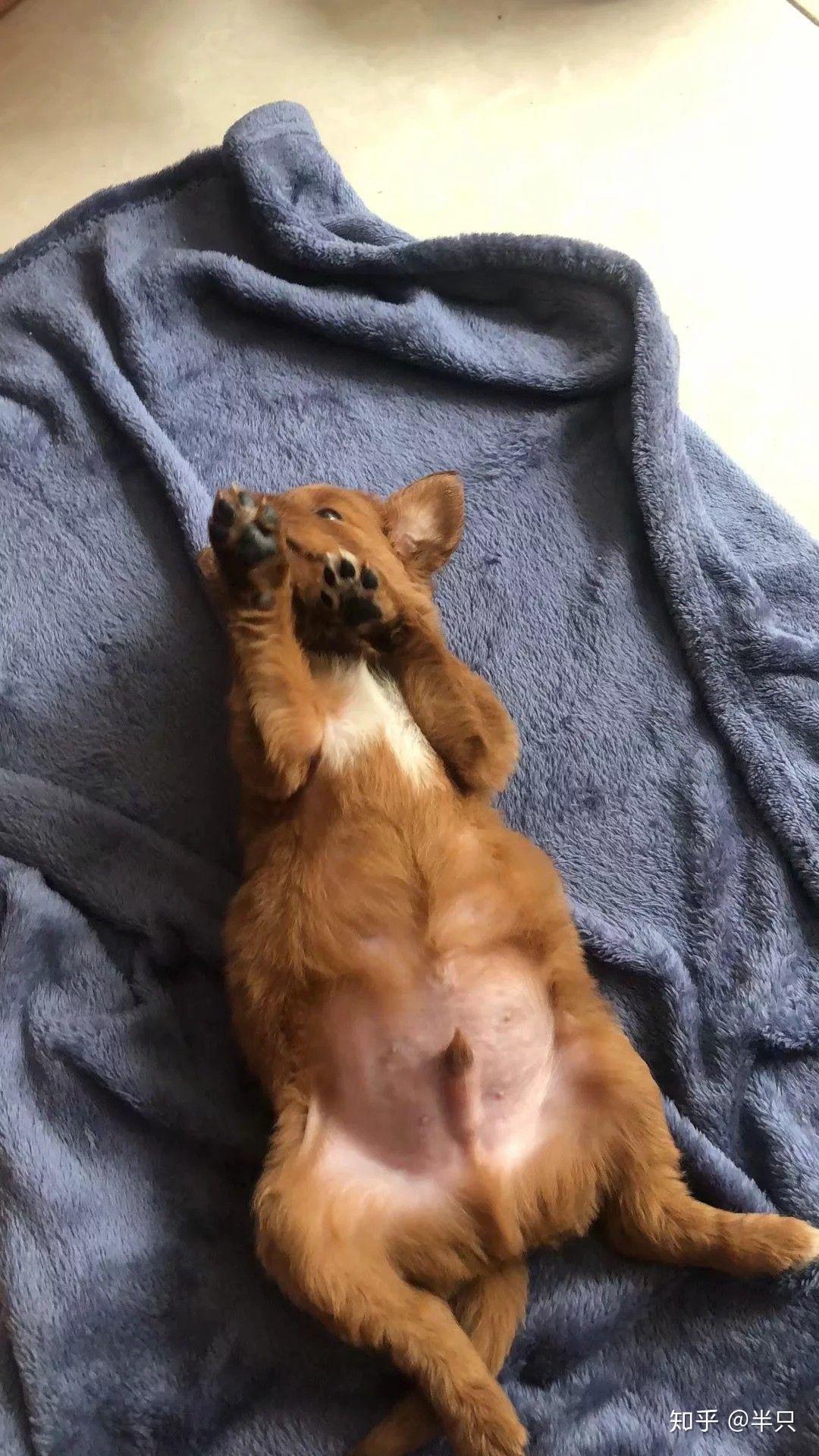 泰迪和金毛的串串能长多大? - 知乎