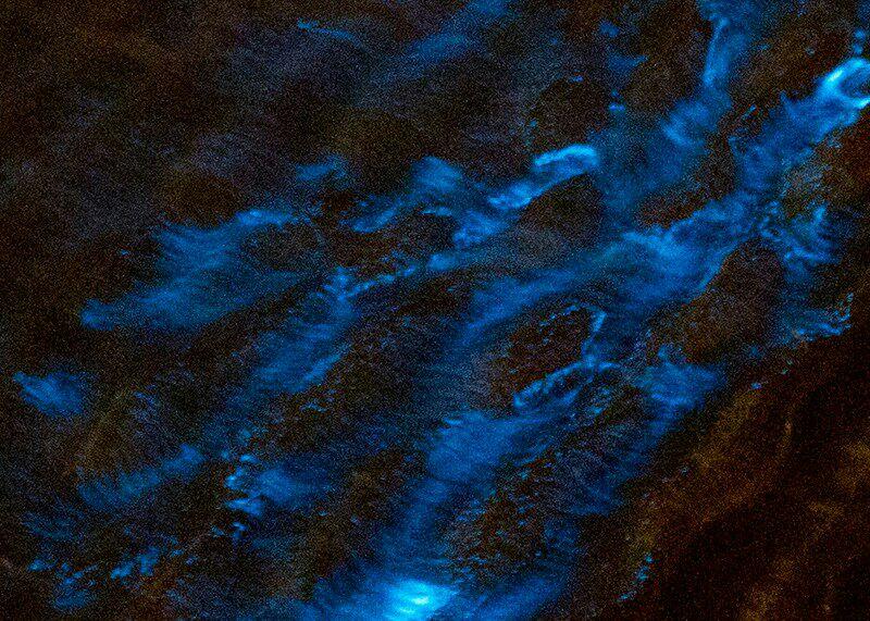 据说在斐济有一种发光的海藻夜晚会浮出海面闪闪烁烁这种海藻叫什么