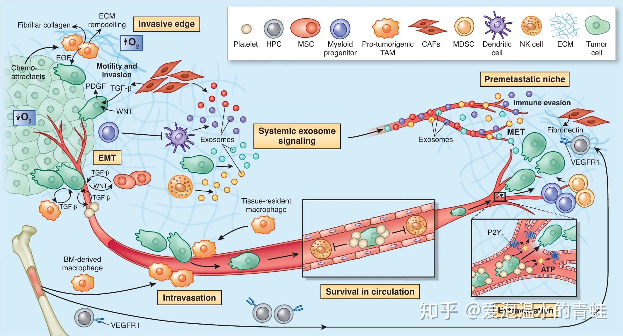 对癌细胞进行体内导向迁移至可放弃器官,以治愈癌症患者是否可行?