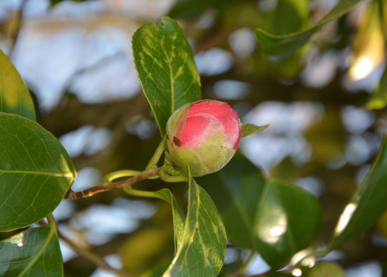 4. 醒脑提神搭配