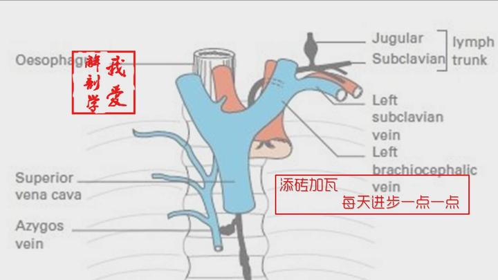 全身淋巴引流概图 - 知乎