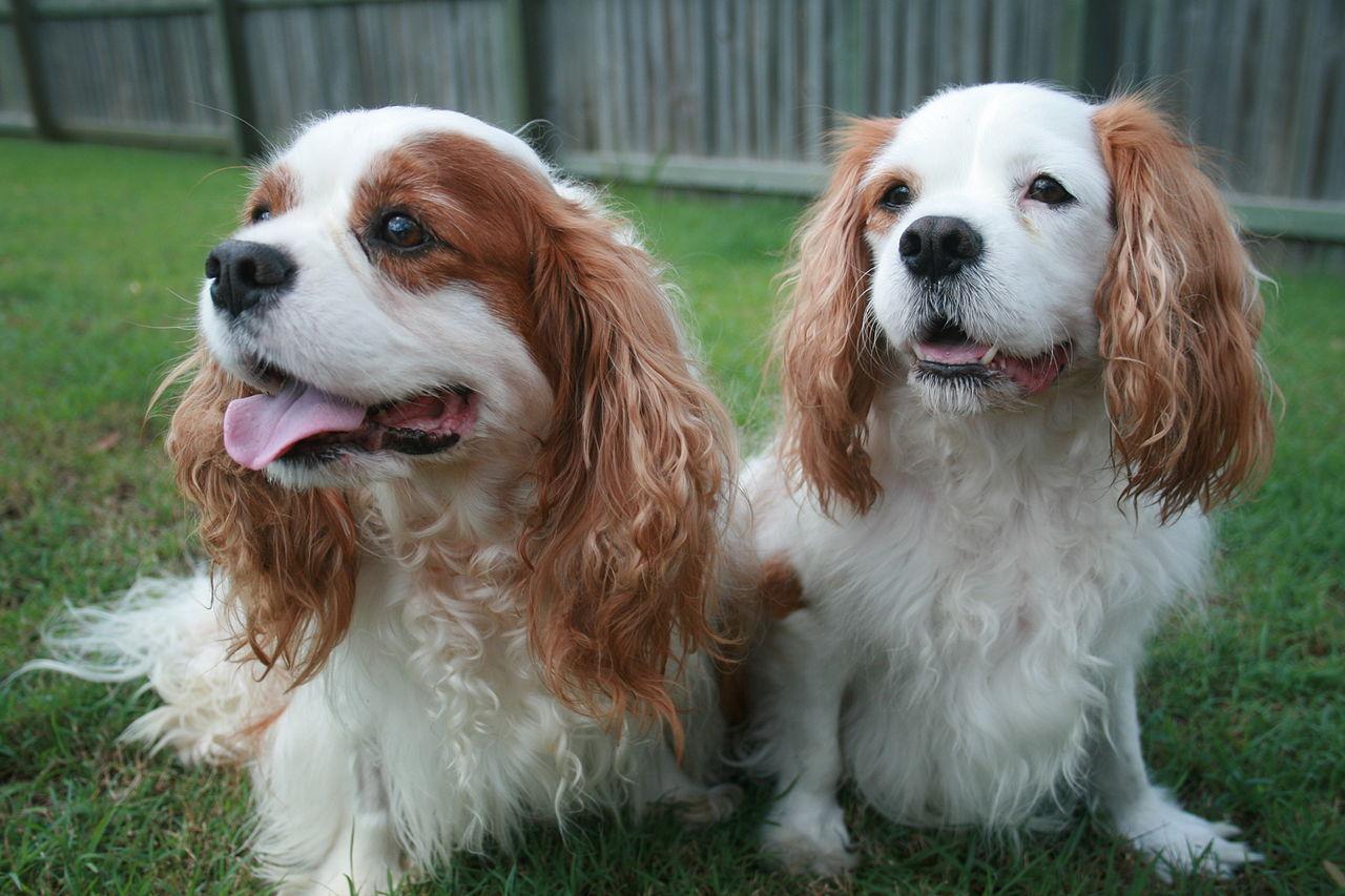 查理王小猎犬起源是什么好养吗听说英国皇室特别喜欢这种犬
