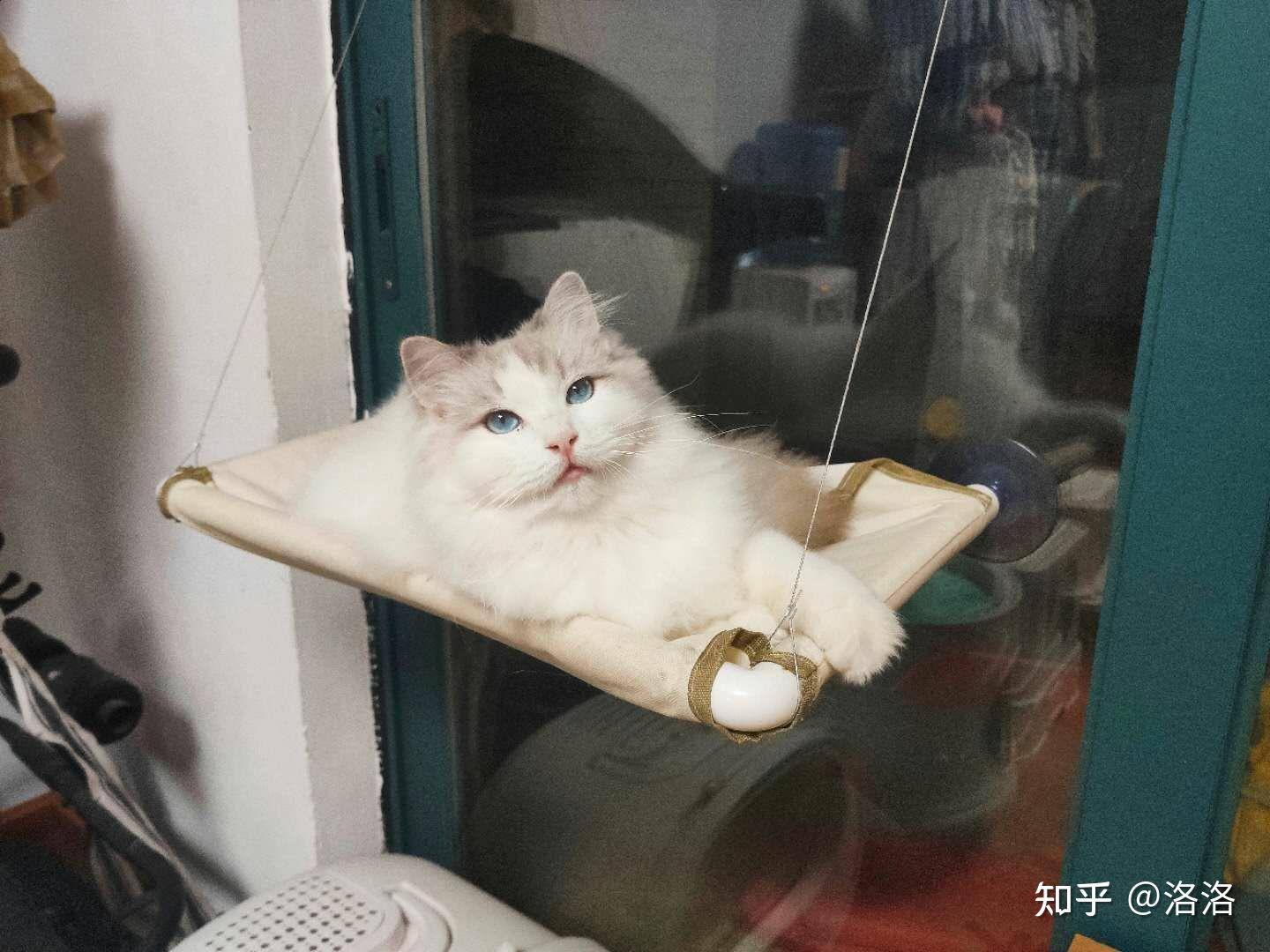 布偶猫面具开到眼角外图片