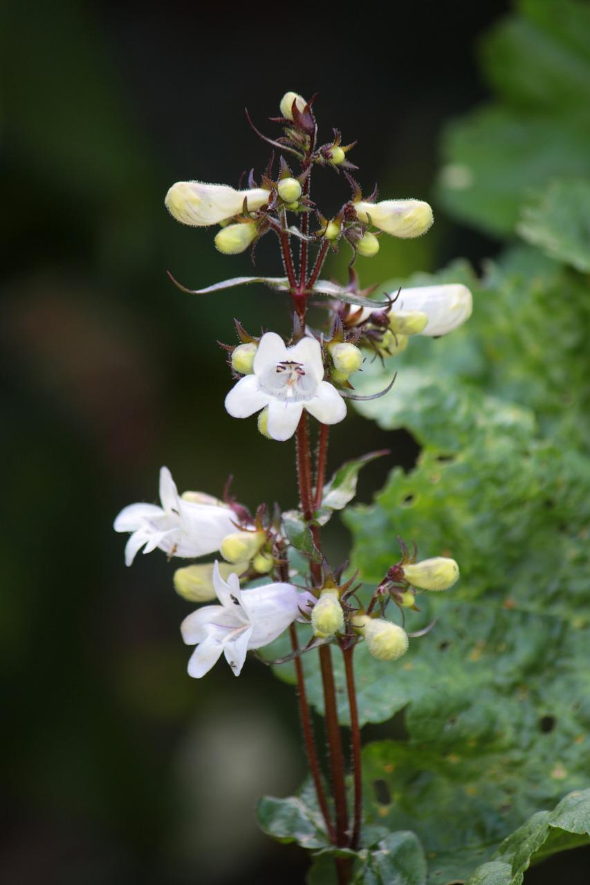 花都富丽花园在哪里