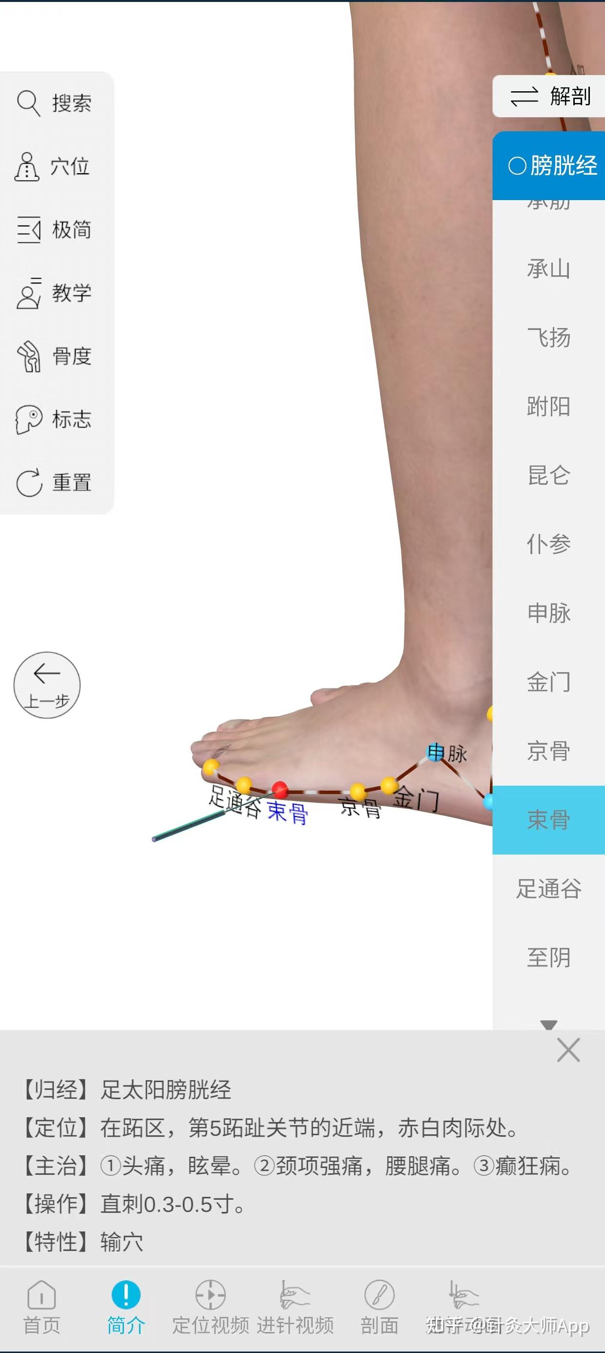 束骨的准确位置图主治图片