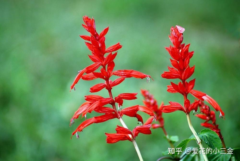 一串红:你知道一串红的秘密吗? - 知乎
