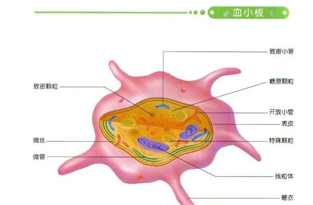 巨型血小板图片