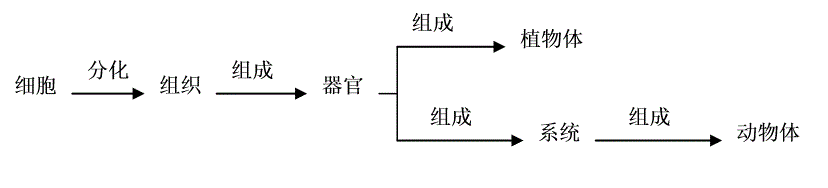 精选初中生物总复习资料超全 - 知乎