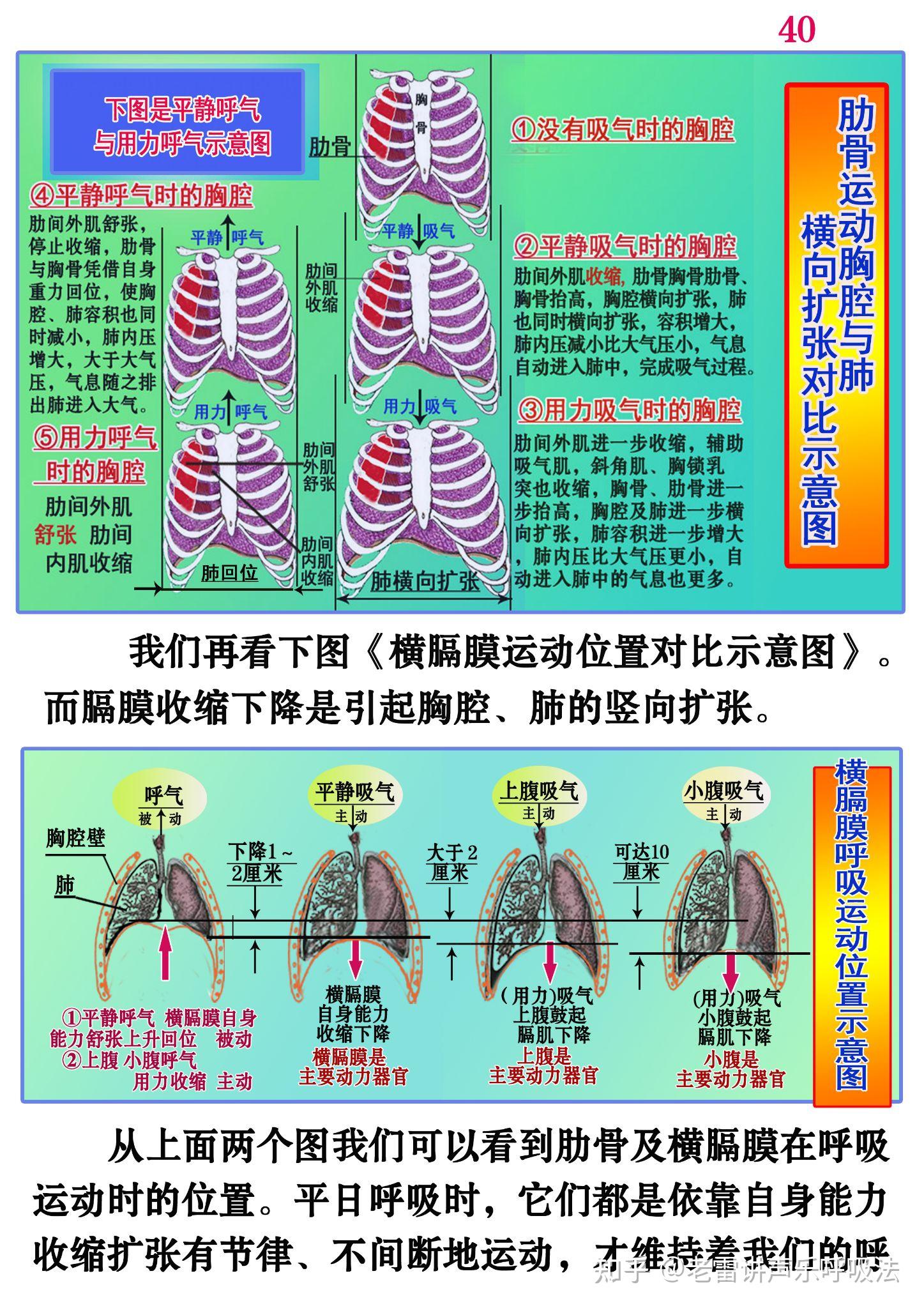 呼吸运动吸气过程图片