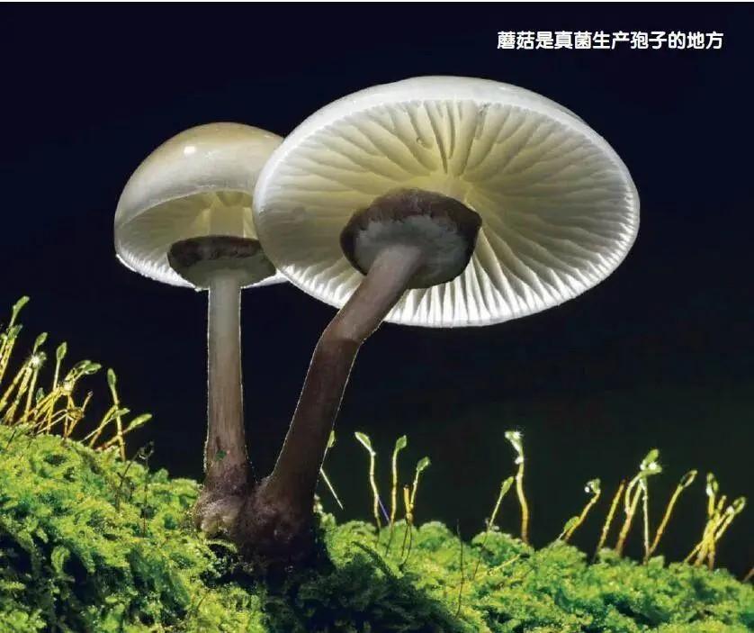 真菌的孢子生殖图片