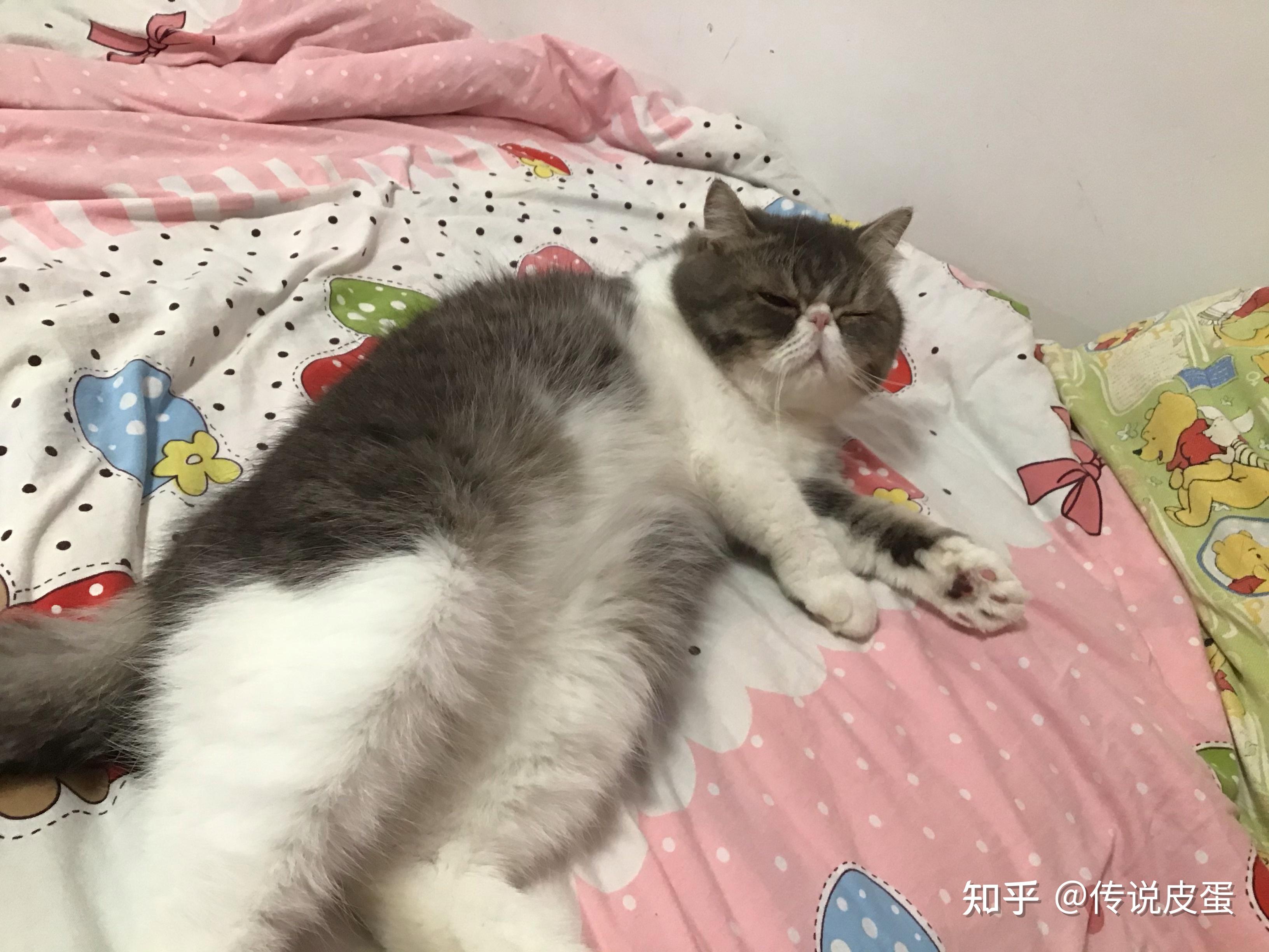 加菲和银渐层配种是什么样子? - 知乎