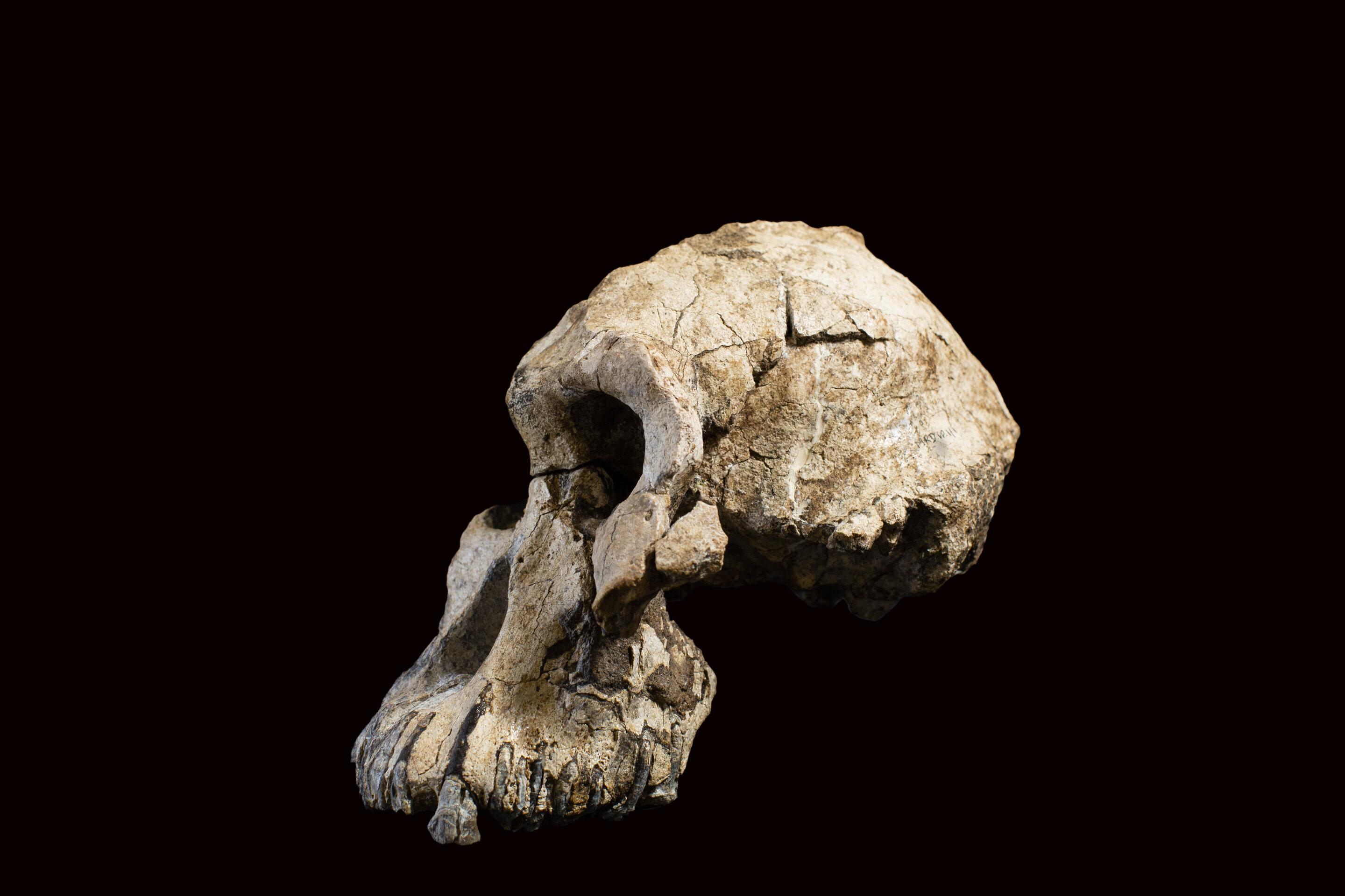 猿 頭蓋骨 頭骨の彫刻-