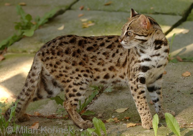 从哆啦A梦说起:狸猫、貉子、浣熊与红熊猫 - 知乎