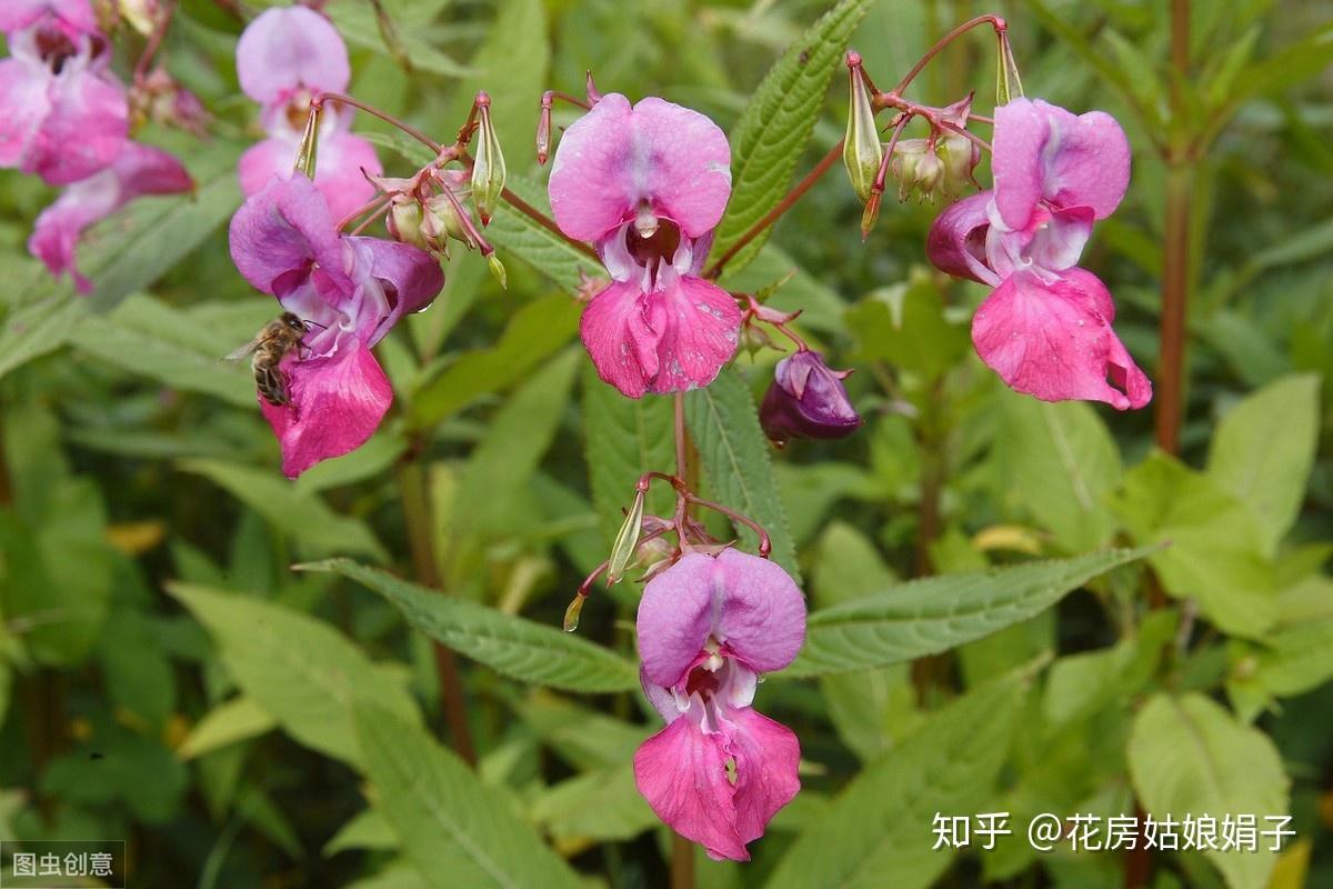 凤仙花的花语是什么? 