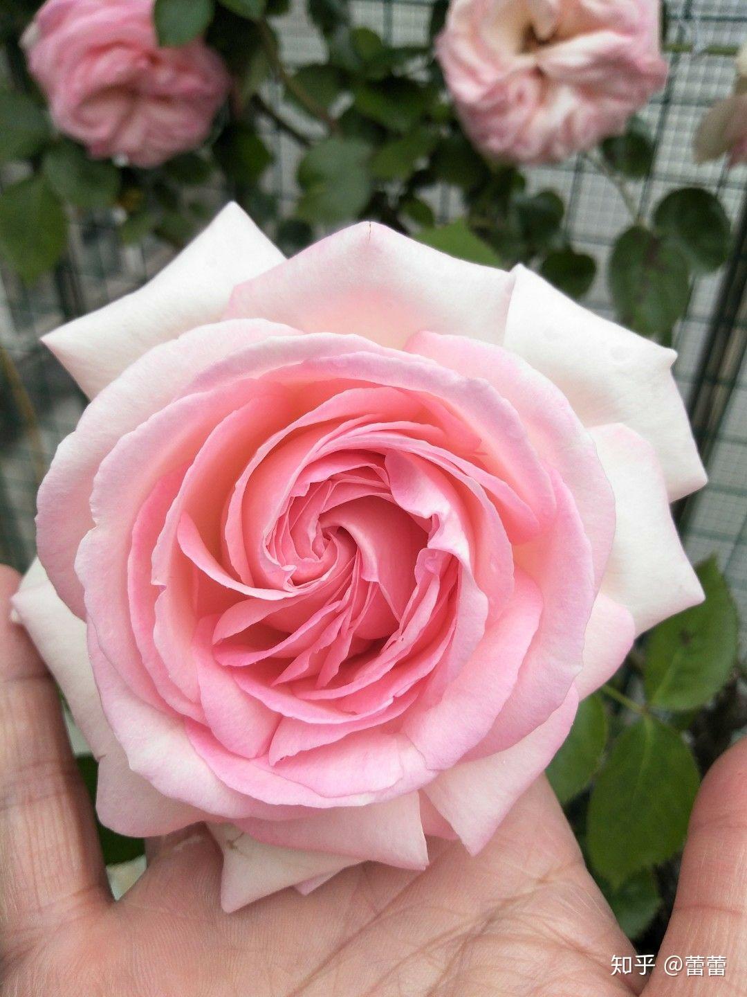 淘宝上有哪些买花对版的好店