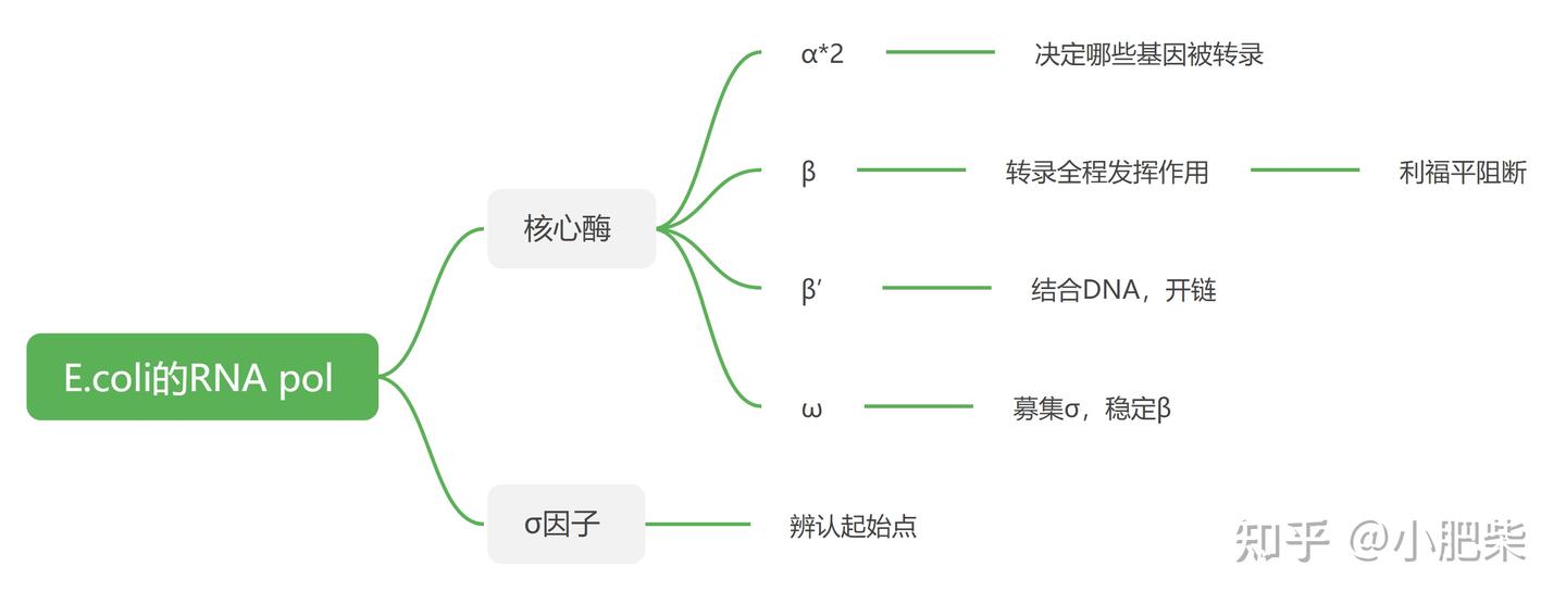 生化课本带读-第十四章 RNA合成(转录) - 知乎