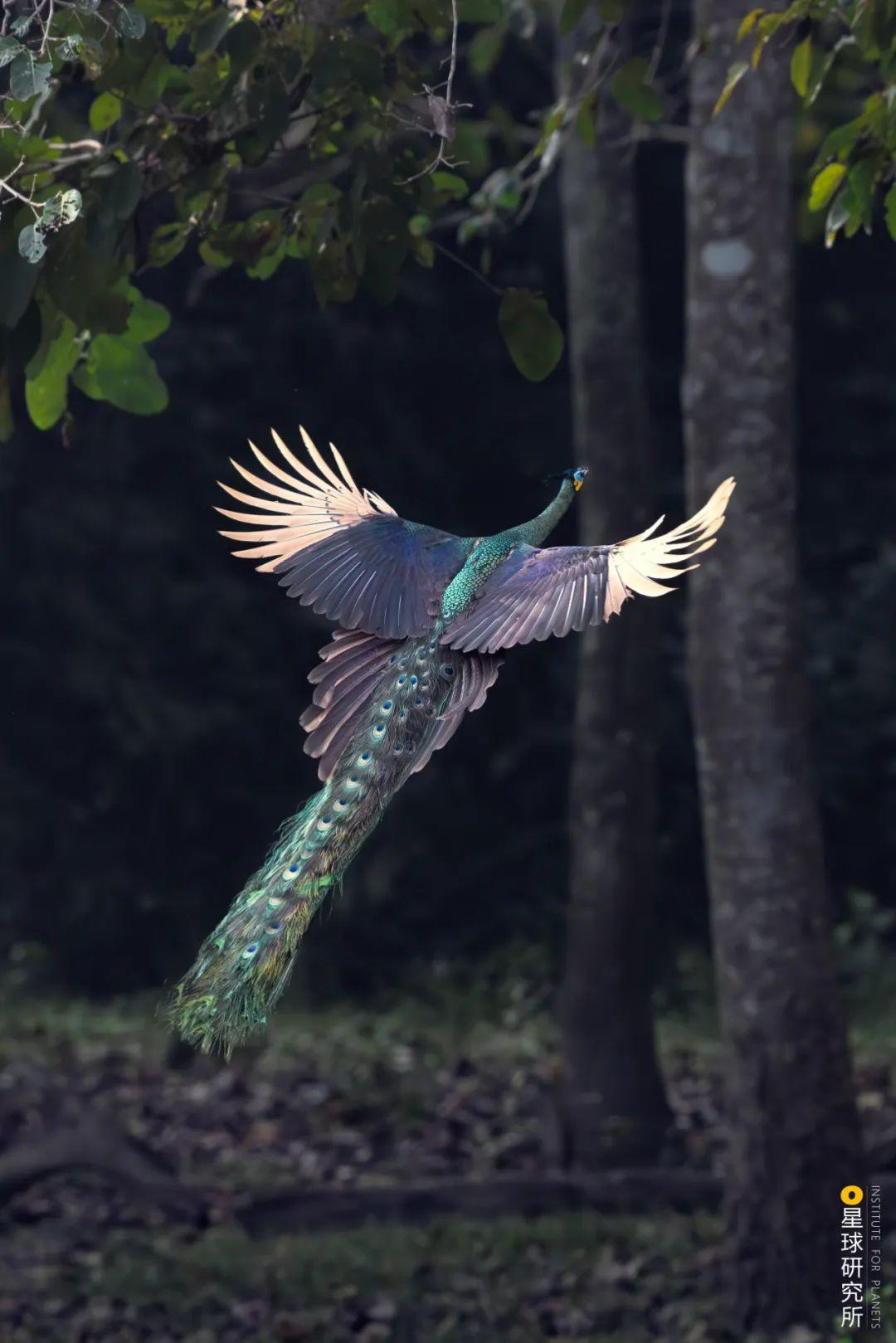 凤凰的原型是什么?