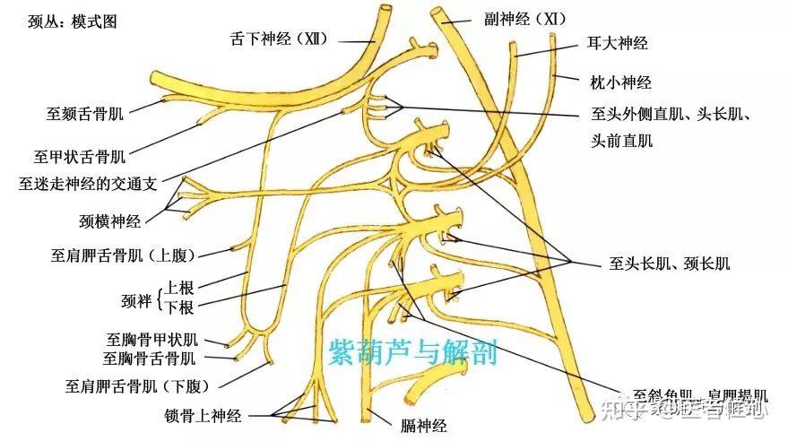 颈部8对神经的作用? - 知乎