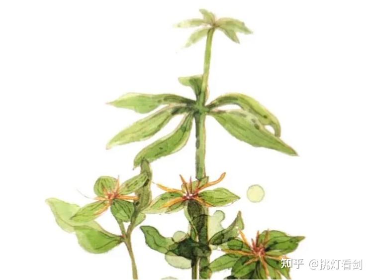 七叶一枝花有哪些药用价值? - 知乎
