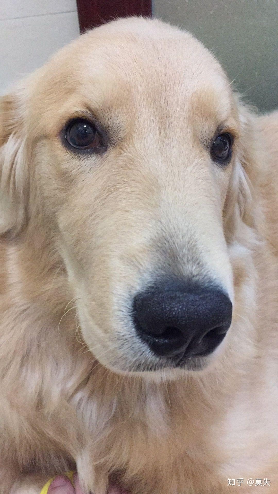 4个月的金毛脑袋好尖正常吗