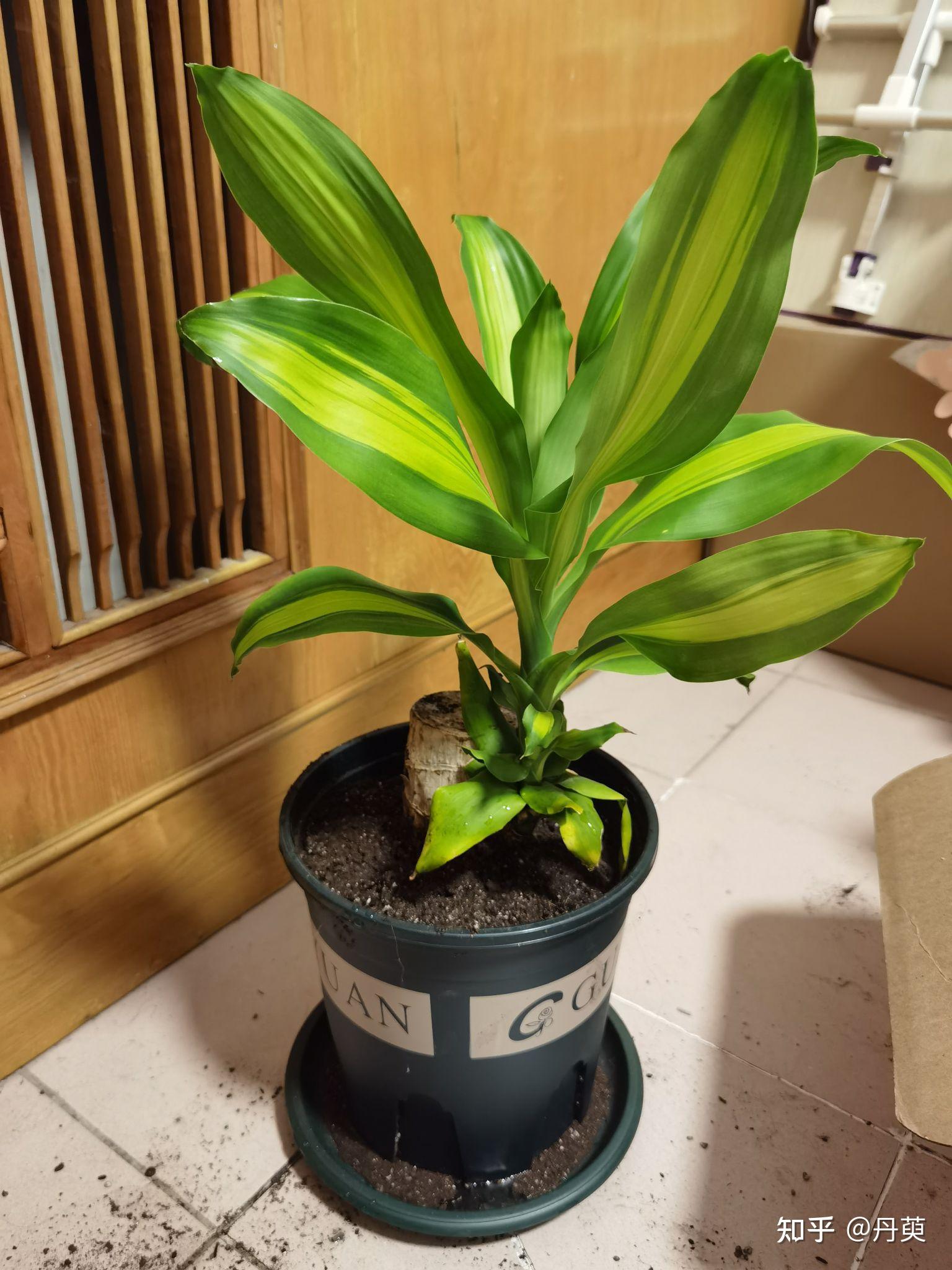 抖音上很火巴西幸运木是真的吗能发芽么还是只是一个木头骗局