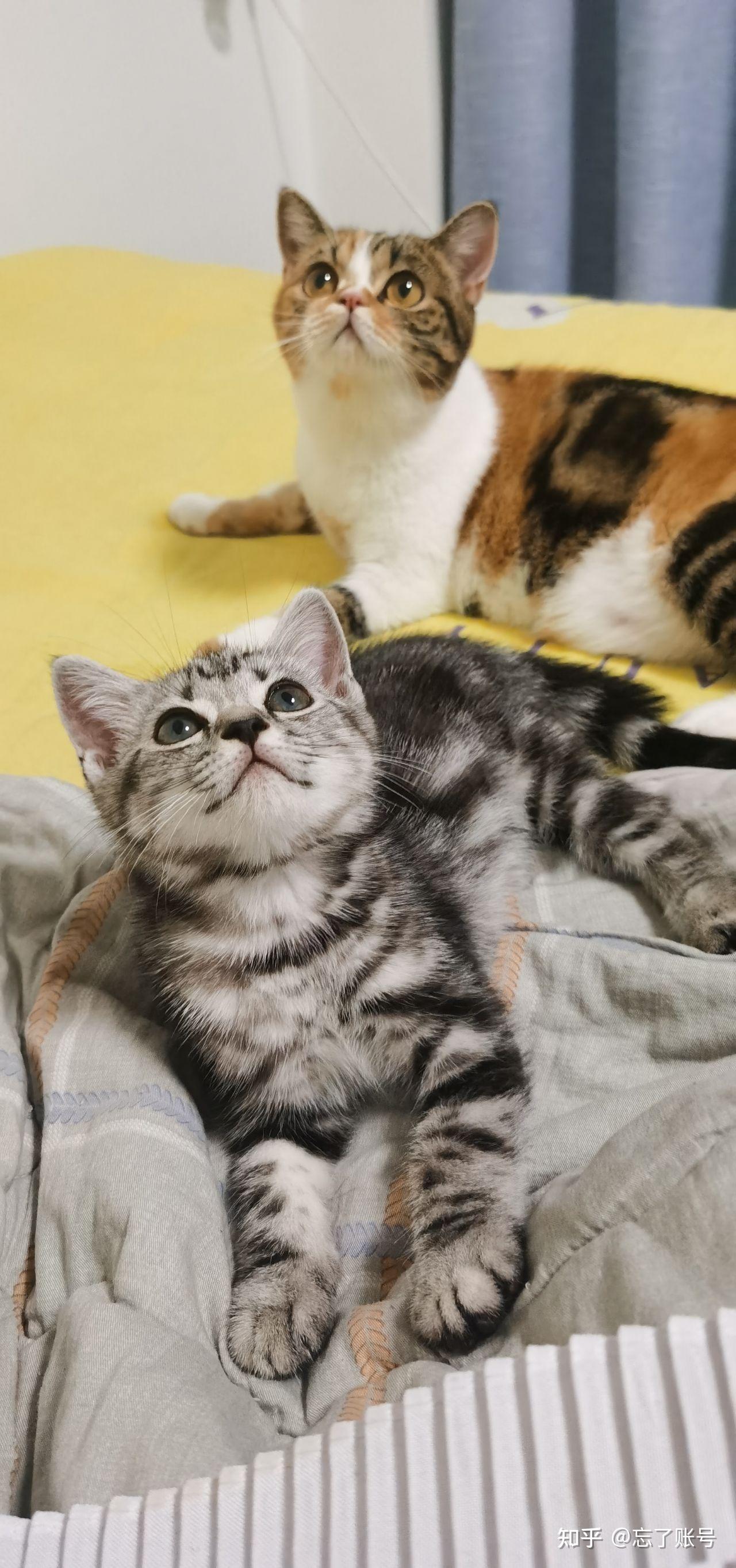 美短和加菲能串吗? - 知乎