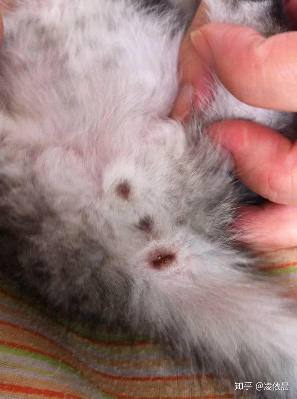 各位铲屎官刚出生的小猫怎么看公的母的