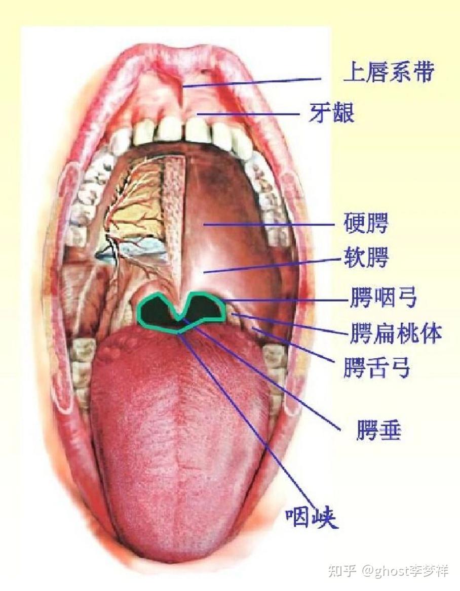 医学笔记，系统解剖学#15-消化系统[总论，口腔，咽，食管] - 知乎