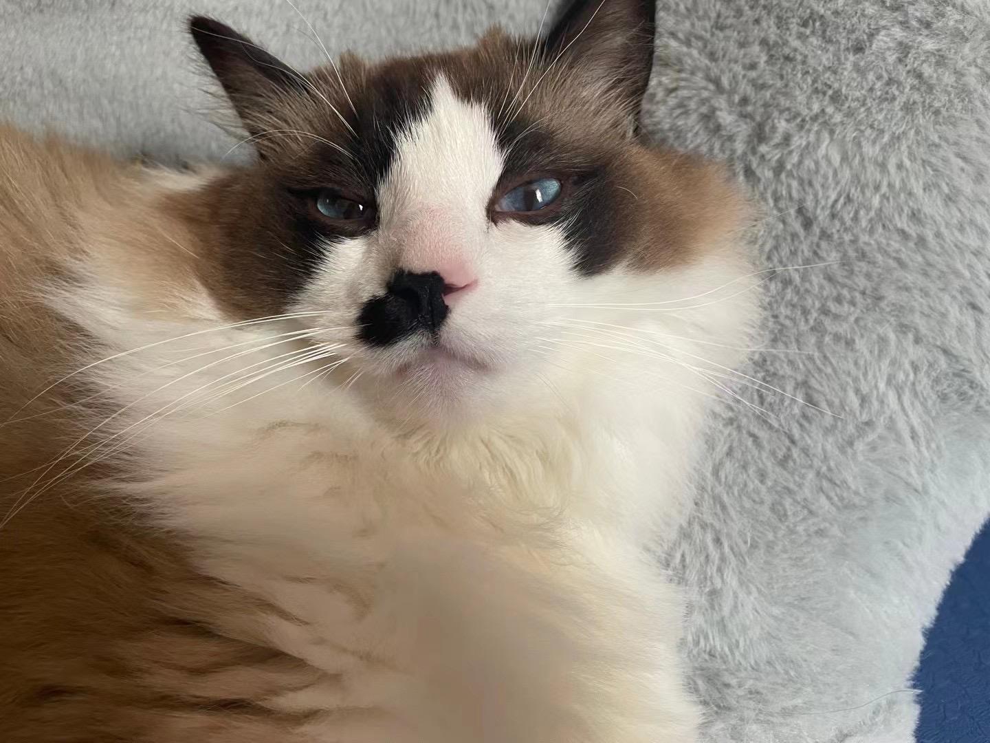 布偶猫能丑到什么程度? - 知乎