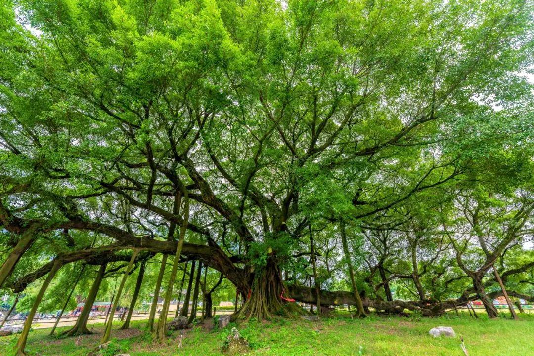 这种南方超常见的行道树,亲手策划了一场“谋杀案” - 知乎