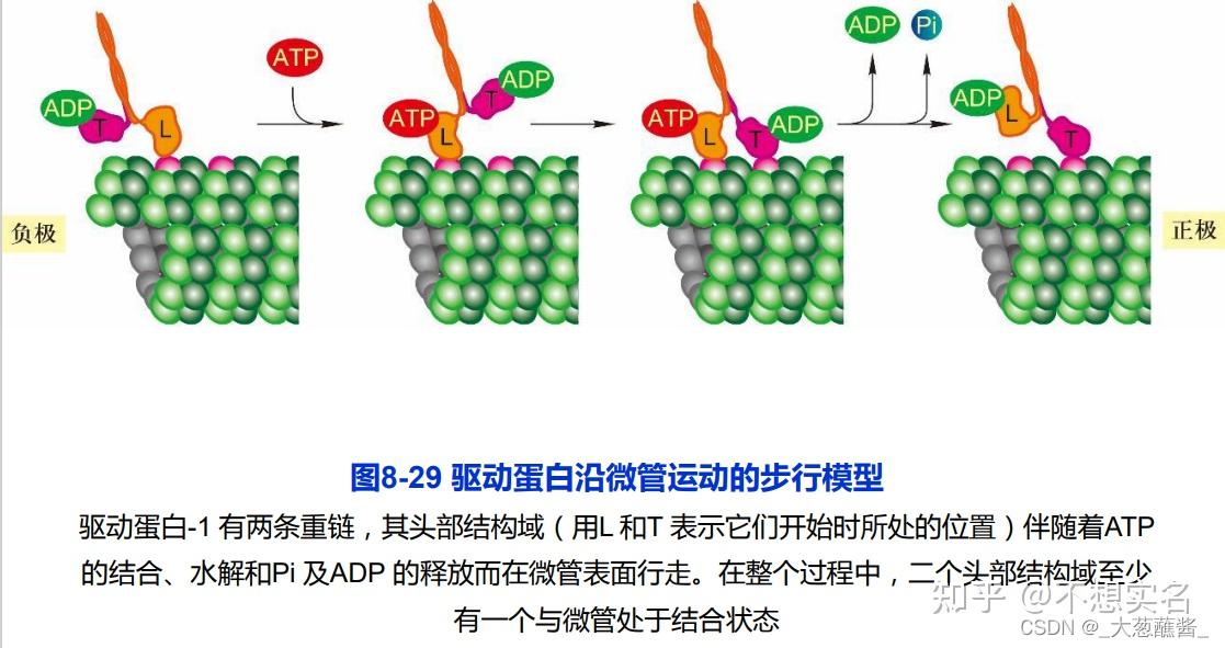 atp是能量货币 细胞如何去使用它呢? - 知乎