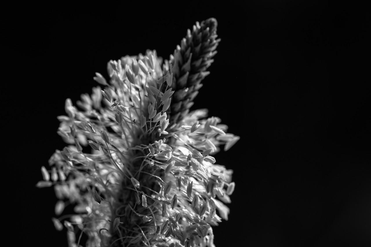 野生半枝莲如何购买