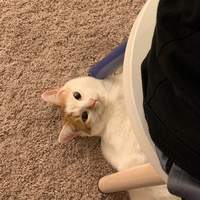 Zhihu profile picture for @jasonb