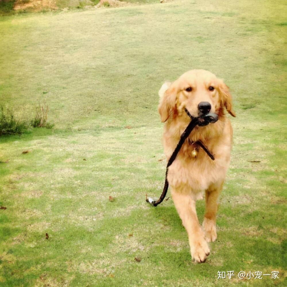 五抓狗灵官狗能养吗说报仇或者报恩还有说不吉利