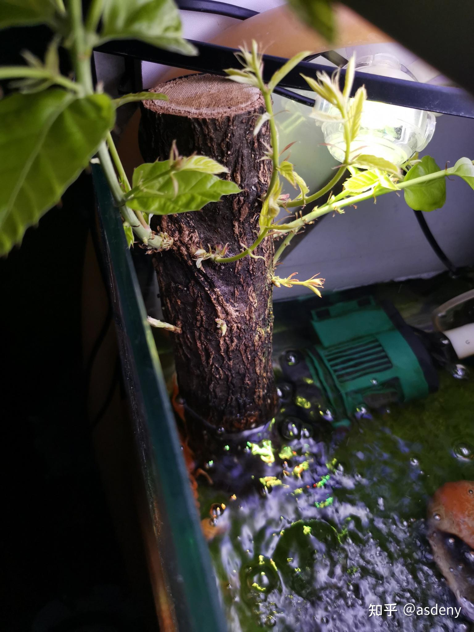 鱼缸造景用的香槟木是什么树