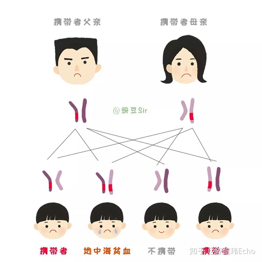 地中海贫血遗传的几率有多高? - 知乎