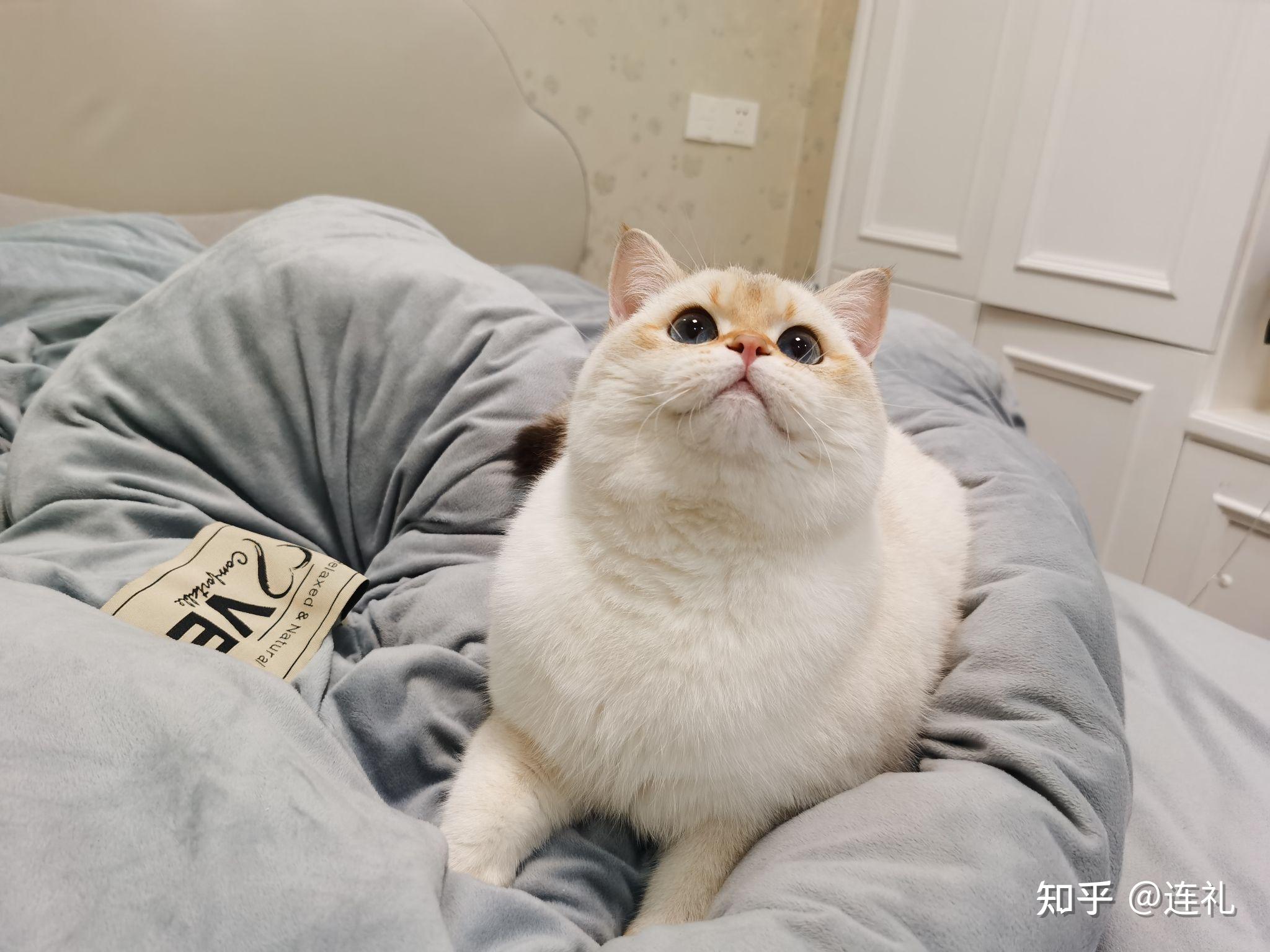 朋友买了一只金点猫现在不是很好看,有没有养了金